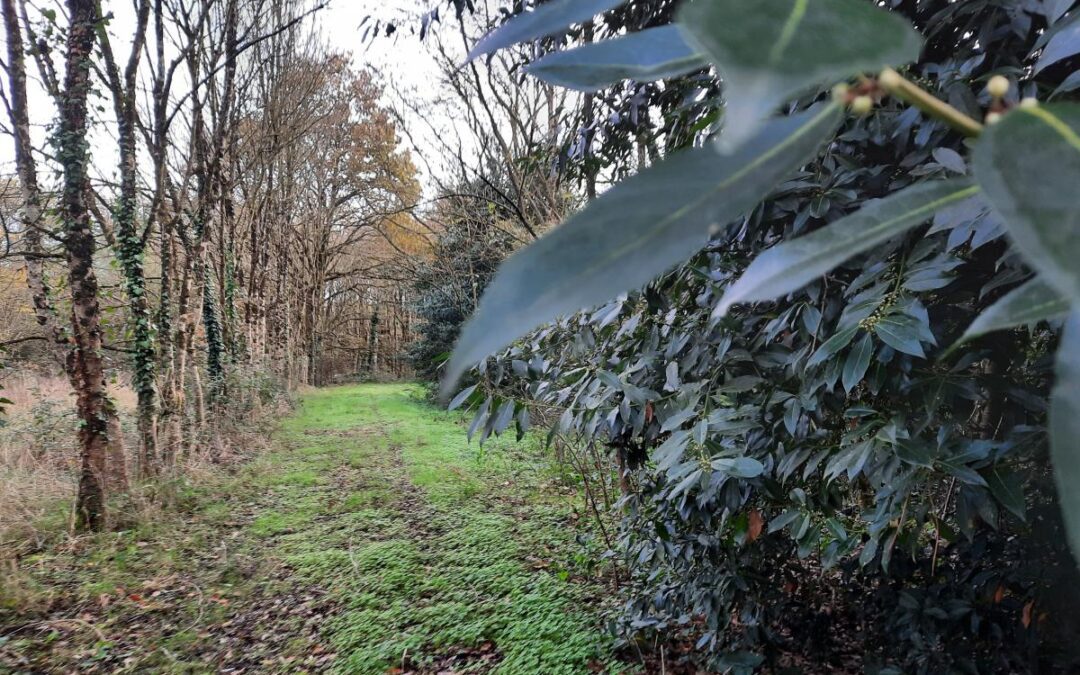Vente Terrain – à Aizenay (85190)